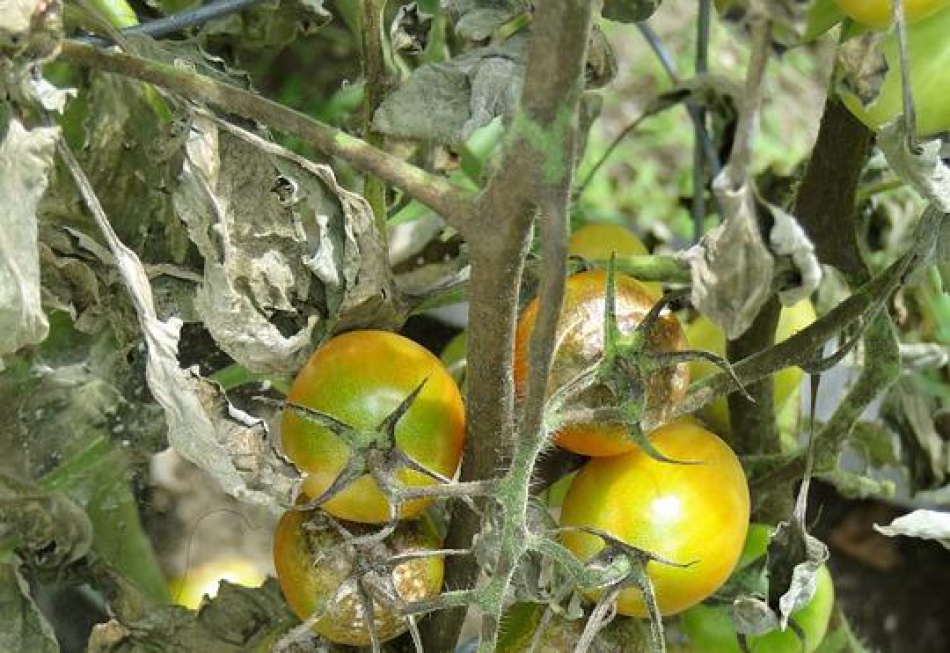 Uwaga Na Zaraze Ziemniaka W Uprawach Pomidora Pod Oslonami Agrotechnika