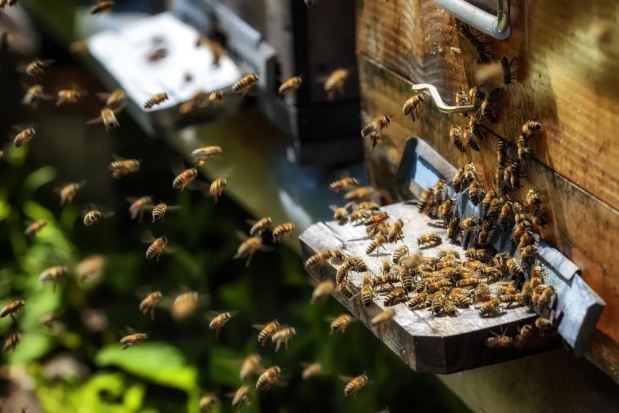 Miejskie pszczoły dają dużo miodu wysokiej jakości