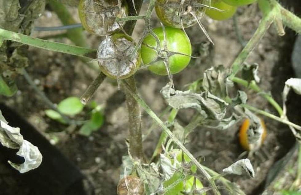 Zwalczanie Zarazy Ziemniaka W Uprawach Pomidorow Gruntowych Agrotechnika
