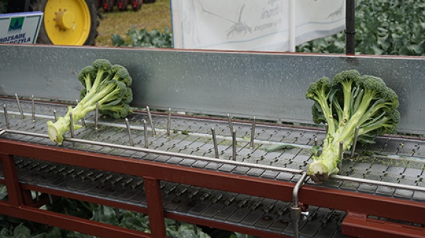 Prototypowa maszyna do zbioru i różyczkowania brokułu/ fot. mat. prasowe Syngenta Syngenta prezentuje projekt EasyBroQ oraz nowoczesne technologie uprawy brokułów