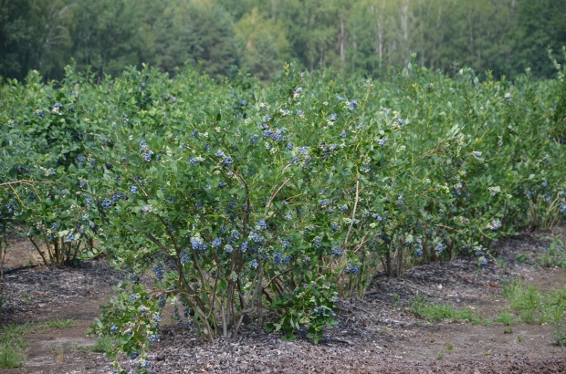 Plantacja w Błoniu / fot. A.Gwara Sezon borówkowy w Polsce został oficjalnie otwarty (zdjęcia)