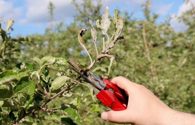 w przypadku zaobserwowania objawami mącznika istotne znaczenie ma wycinanie porażonych pędów/ fot. shutterstock.com Ekspertka IO: Niewielkie zagrożenie parchem, duże mączniakiem jabłoni