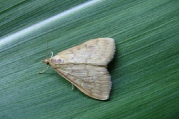 Motyl omacnicy prosowianki, fot. P. Bereś za Farmer.pl Syngenta ruszyła z kolejną edycja monitoringu omacnicy prosowianki