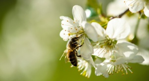 Zanieczyszczenie powietrza utrudnia pszczołom dotarcie do roślin
