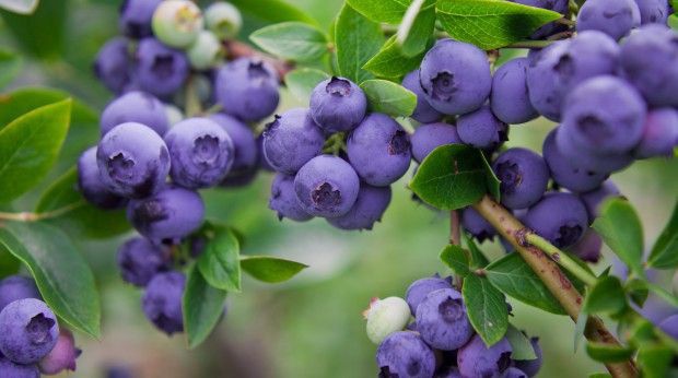 Rocznie będzie się tam zbierać do 400 ton borówek / fot. shutterstock.com Polscy plantatorzy inwestują w uprawę borówki amerykańskiej w Chorwacji