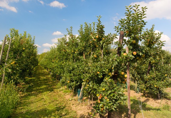45 proc. rolników w Polsce spodziewa się obniżenia opłacalności produkcji / fot. shutterstock Rolnicy obawiają się spadku opłacalności produkcji