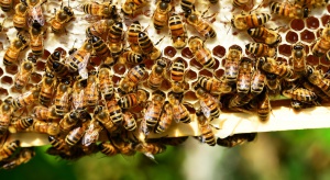 Środa Śląska: Padło kilka tysięcy pszczół. Zatruły się opryskami