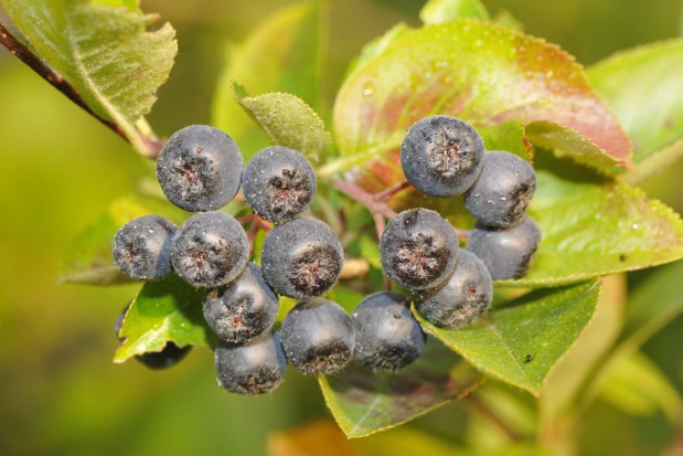 Sprzedawanie po niższej cenie w efekcie końcowym odbija się na plantatorach. Podobnie jak jest w przypadku czarnej porzeczki / fot. shutterstock Skup aronii powinien rozpocząć się od 1,50 zł/kg