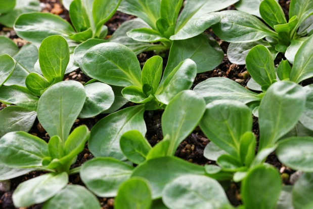 W uprawach poplonowych producenci uzyskują nawet dwu krotnie wyższe plony niż wiosną./ fot. shutterstock.com Poplonowa uprawa roszponki warzywnej na zbiór jesienny