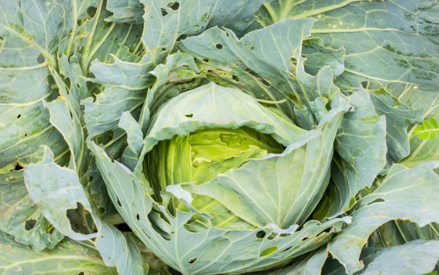 W obecnym sezonie szkodniki wyrządzają znaczne straty w warzywach kapustnych./fot. shutterstock.com Uwaga na kolejne groźne pokolenie piętnówki kapustnicy