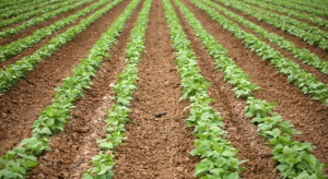 GUS szacuje łączną produkcję warzyw gruntowych na ok. 4,4 mln ton