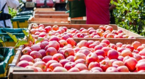 GUS: Tegoroczne zbiory owoców z drzew mogą wynieść 4 mln ton