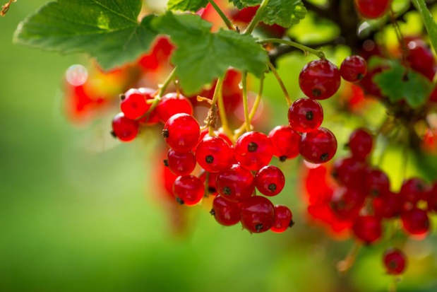 W uprawach porzeczki czaerwonaj środek ten można stosować przeciwko zwójkom lisciowym./ fot. shutterstock.com Nowa rejestracja insektycydu - dla porzeczki czarnej, czerwonej oraz winorośli