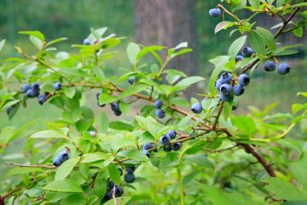 Właścicielem plantacji borówki amerykańskiej w Hucisku jest mieszkaniec tej miejscowości, który przebywa za granicą. / fot. shutterstock.com Podkarpackie: Na plantacje borówek trafiały szkodliwe odpady? Trwa śledztwo.