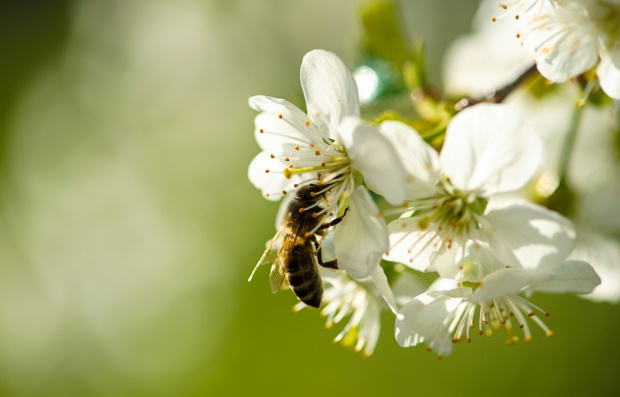 Rolnicy dostrzegają korzyści z obecności pszczół w środowisku