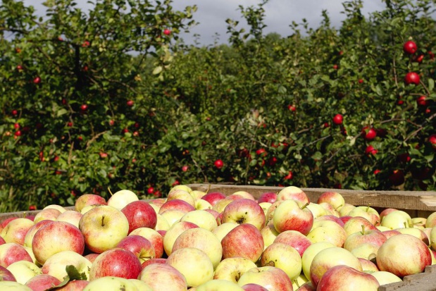 Według World Apple and Pear (WAPA), tegoroczne zbiory jabłek w UE wyniosą 12 mln ton, czyli o 320 tys. ton mniej niż w 2015 r. / fot. shutterstock Zmniejszą się unijne zbiory jabłek. Wyniosą 12 mln ton