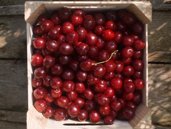 Tegoroczny sezon skupu wiśni producenci tych owoców nie mogą uznać za udany. Ceny skupu w pełni sezonu zaczęły spadły co spotkało się z protestem części środowiska sadowniczego / fot. shutterstock Mazowsze: Wiśnie skupowane są za 0,5 zł/kg