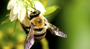 Wielka rola pszczół w ekosystemie. Zapylają 70 proc. gatunków roślin