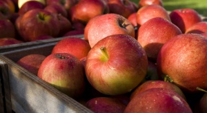 Rosnąca produkcja jabłek spowoduje spadek opłacalności
