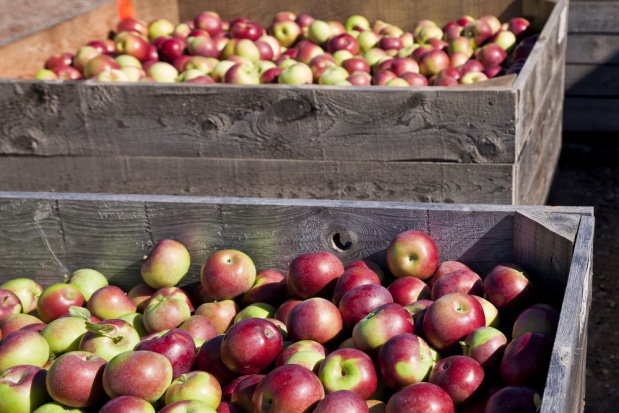 fot. shutterstock.com Niskie ceny jabłek przemysłowych. Sadownicy martwią się o opłacalność produkcji