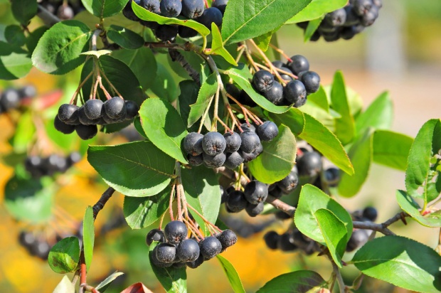 Warto mieć na uwadze, że w zeszłym sezonie skup aronii rozpoczął się od 1,1 zł/kg./ fot. shutterstock.com Fatalna sytuacja na rynku aronii. Plantatorzy apelują o wsparcie do rządu