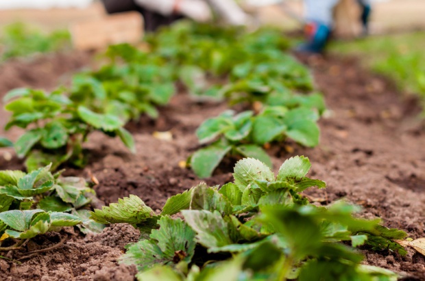 Od momentu posadzenia roślin na plantacji należy prowadzić lustracje pod kątem wystąpienia białej plamistości liści truskawki. / fot. shutterstock.com Biała plamistość liści truskawki – lustracje nowych plantacji