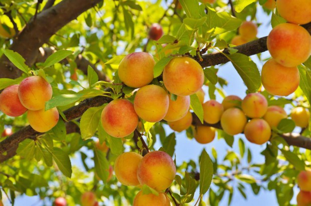 fot. shutterstock.com Niskie ceny zniechęciły sadowników do uprawy brzoskwiń
