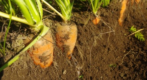 Mączniak prawdziwy baldaszkowatych - jak chronić uprawy warzyw?