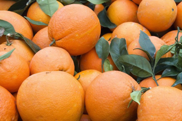 Związki zawarte w cytrusach mogą minimalizować metaboliczne skutki tłustej i wysoce kalorycznej diety dla zdrowia / fot. shutterstock Cytrusy mogą łagodzić negatywny wpływ kalorycznej diety na zdrowie