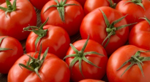 Polskie pomidory wypierają z rynku holenderskie
