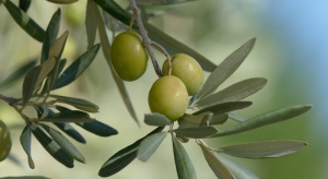 Uprawom oliwek we Francji grozi wyschnięcie