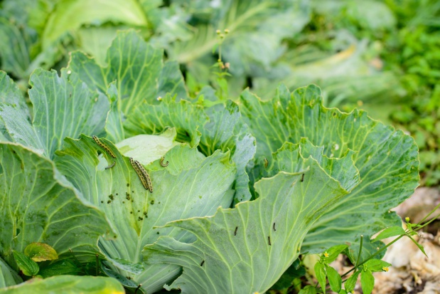 fot.shutterstock.com Wielkopolska: Na kapuście wciąż żerują gąsienice bielinka kapustnika