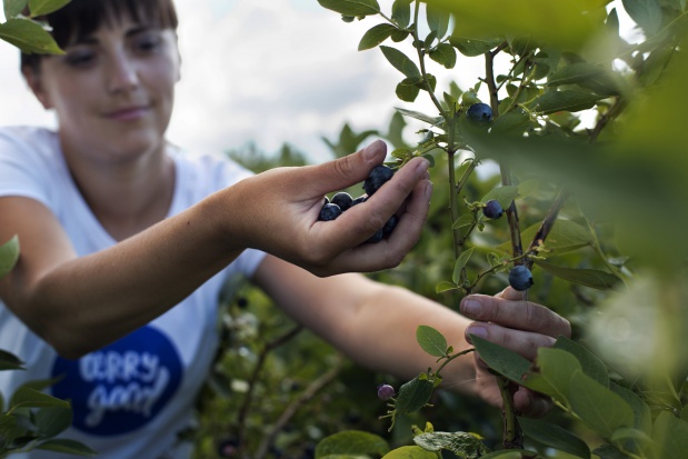 zbiory borówek / fot. Berry Good Nietypowy borówkowy sezon. Zbiory mniejsze o 30 proc. (zdjęcia)
