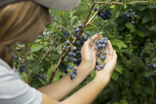 zbiory borówek / fot. Berry Good Nietypowy borówkowy sezon. Zbiory mniejsze o 30 proc. (zdjęcia)