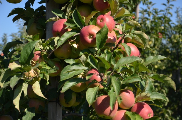 W gospodarstwie od bieżącego roku stosuje się rozwiązania Timac Agro / fot. A.Gwara Timac Agro przedstawia efekty stosowania swoich produktów w sadzie (zdjęcia)