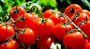Ukraina zwiększa eksport pomidorów do UE. Podbiją polski rynek?