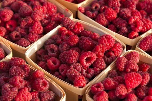 Według analizy serwisu www.sadyogrody.pl ceny malin w hurcie na terenie całego kraju wahają się między 7-18 zł/kg. / fot. shutterstock Wysokie ceny malin w końcówce sezonu. Dochodzą do 18 zł/kg