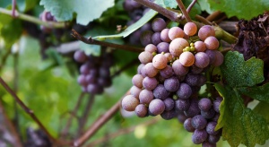 Groźne choroby winorośli – jak im skutecznie zapobiegać? cz. I