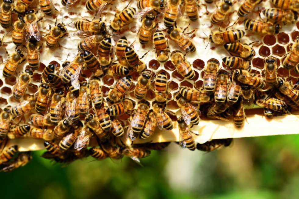 Podkarpackie: Słaby sezon pszczelarzy; tylko 13 kg miodu z ula