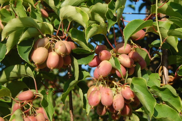 Minikiwi w uprawie towarowej. Owoce wzbogacają ofertę plantatorów (zdjęcia)