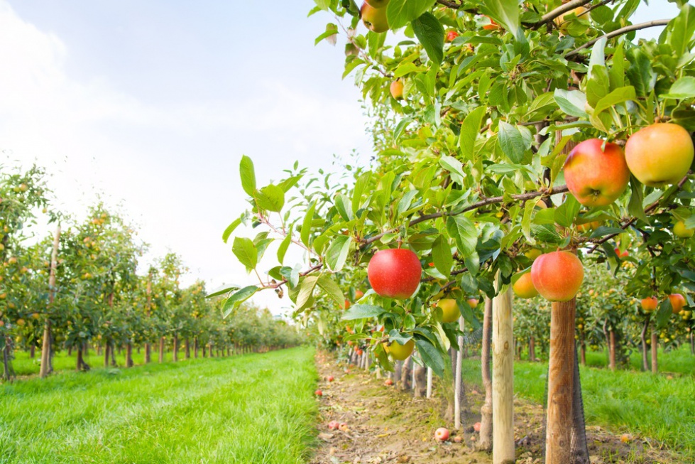 Nawożenie Dolistne Jabłoni Po Zbiorze Owoców Agrotechnika 3835