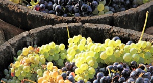 Copa-Cogeca: Zbiory winogron w UE nie są wysokie, ale jakość powinna być zadowalająca