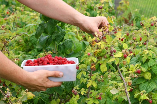W związku z poprawą opłacalności produkcji malin nie będzie dopłat do ich uprawy./ fot. shutterstock.com Sejm przyjął nowelę o dopłatach bezpośrednich - bez dopłat do produkcji malin