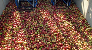 Mazowieckie: Ceny jabłek przemysłowych w skupach osiągnęły poziom 30 gr/kg