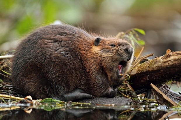 fot. shutterstock.com KRIR chce zmiany prawa dot. bobrów, które ułatwi odstrzał oraz otrzymanie odszkodowania
