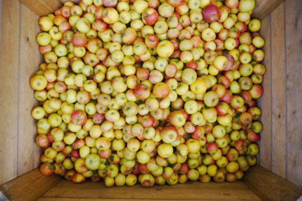 Mazowieckie: Ceny jabłek przemysłowych osiągnęły poziom 32 gr/kg