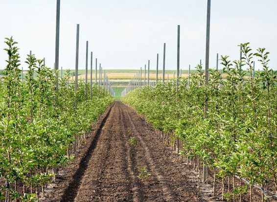 W produkcji szkółkarskiej do niedawna dominowała odmiana ‘Idared’./ fot. shutterstock.com Jakich drzewek poszukują sadownicy w obecnym sezonie?