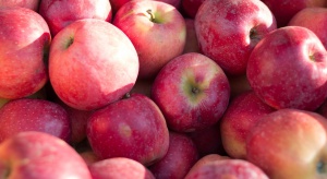 Mazowsze: Wzrost cen jabłek deserowych i przemysłowych