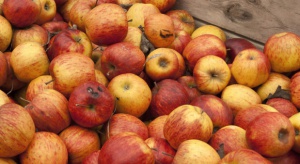 Mazowsze: Niewielki spadek cen jabłek przemysłowych