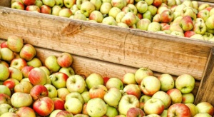 Mazowsze: Ceny jabłek przemysłowych wzrosły na 33 gr/kg